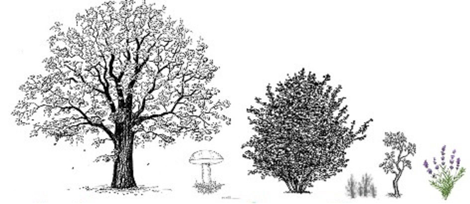 Monte da Seiva - Esp&eacute;cies